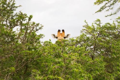 Why Executive Search Is So Secretive…